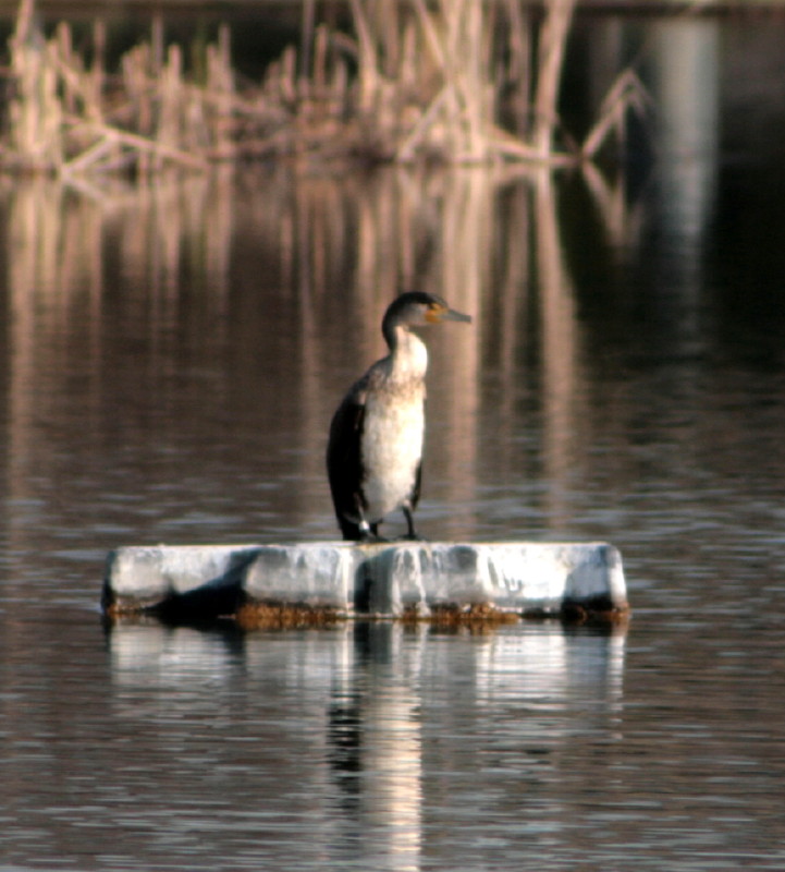 Cormorano?